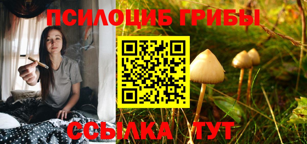Галлюциногенные грибы Psilocybe Бердск